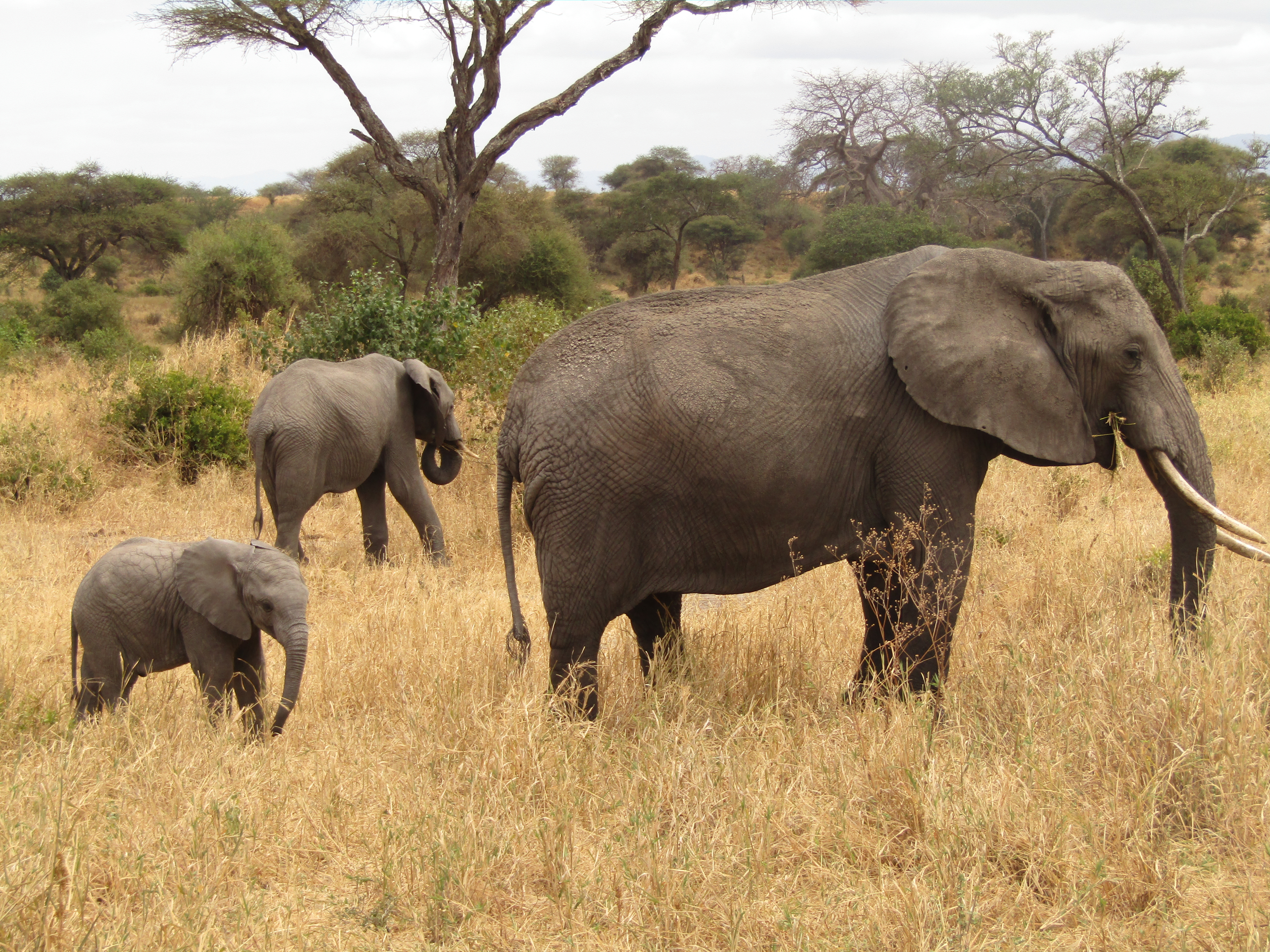 2 DAYS  (TARANGIRE & NGORONGORO)