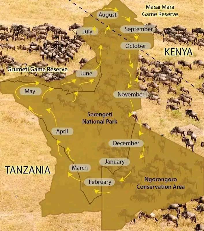 Tanzania Wildlife Migration Safari