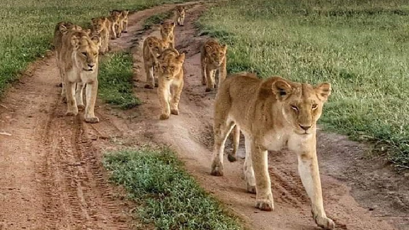 Ngorongoro National Park Day Trip